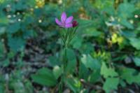 Dianthus armeria