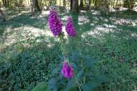 Digitalis purpurea