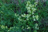 Galium album