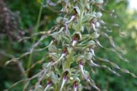 Himantoglossum hircinum
