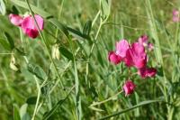 Lathyrus tuberosus