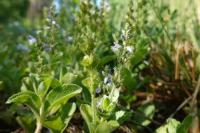Veronica officinalis