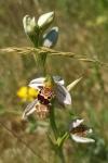Ophrys apifera