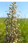 Himantoglossum hircinum