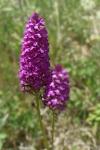 Anacamptis pyramidalis