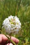 Anacamptis pyramidalis