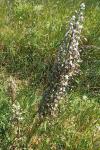Himantoglossum hircinum
