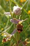 Ophrys apifera
