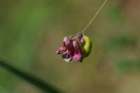 Lathyrus niger