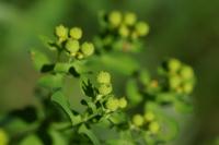 Euphorbia hyberna