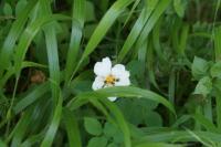 Rosa arvensis