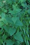 Scrophularia nodosa