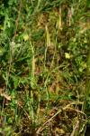 Tragopogon porrifolius