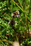 Ophrys apifera