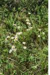 Leucanthemum vulgare
