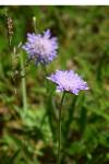 Knautia arvensis