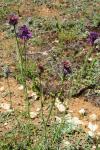 Centaurea scabiosa