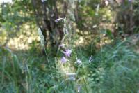 Campanula rapunculus