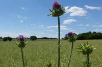 Silybum marianum