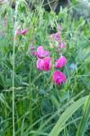 Lathyrus tuberosus