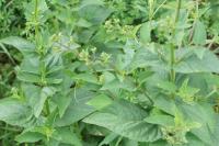 Scrophularia nodosa
