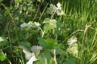 Populus alba