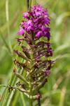 Anacamptis pyramidalis