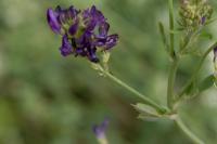 Medicago sativa