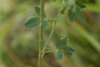 Medicago sativa