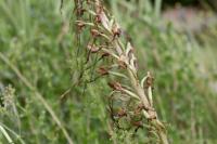 Himantoglossum hircinum