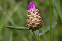 Centaurea jacea grp.