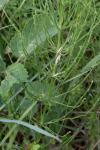 Equisetum arvense