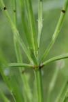Equisetum arvense