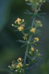Galium verum