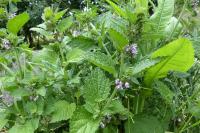 Ballota nigra
