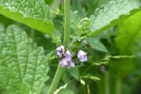 Ballota nigra