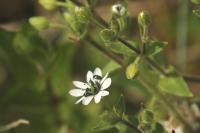 Stellaria aquatica