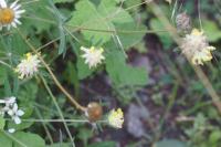 Anthyllis vulneraria