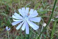 Cichorium intybus