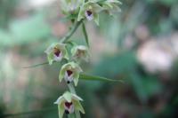 Epipactis muelleri