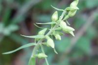 Epipactis muelleri