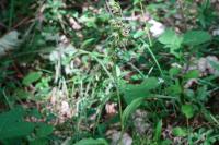 Epipactis muelleri
