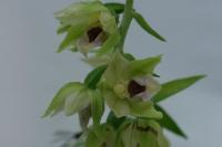 Epipactis muelleri