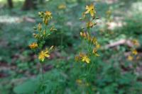 Hypericum pulchrum