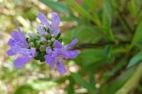 Knautia arvensis
