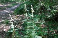 Teucrium scorodonia