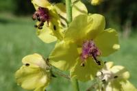 Verbascum blattaria