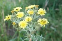 Andryala integrifolia