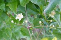 Clematis vitalba