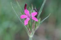 Dianthus armeria